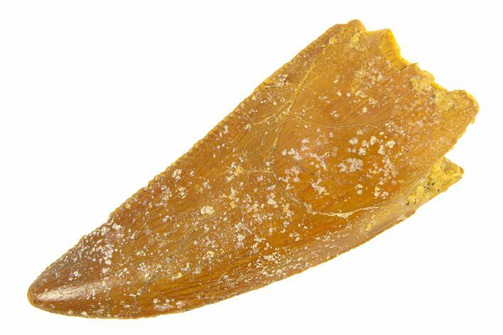 Serrated, Raptor Tooth - Real Dinosaur Tooth #291863